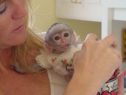 Adorable Lovely Capuchin Monkey For Adoption
