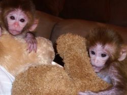 Male and female Capuchin monkeys available.