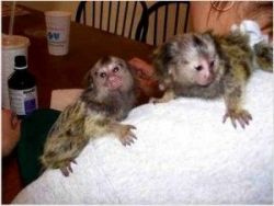 Beautiful baby marmoset monkeys ready TEXT xxx xxx xxx5