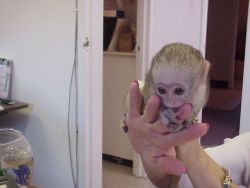 Tamed Capuchin Monkeys
