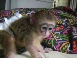 3 months old monkey