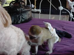 Capuchin monkeys available
