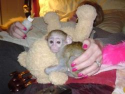 adorable white face female baby capuchin monkey available for adoption