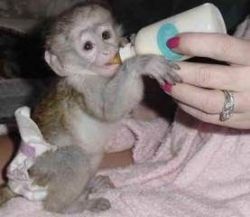 Amazing Capuchin Monkey((804) xxx-xxxx)