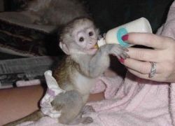 Capuchin Monkeys for sale