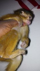we have a capuchin monkey