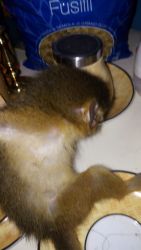 we have male capuchin monkey that we need a home for them hlm
