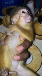 we have male capuchin monkey that we need a home