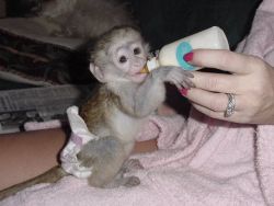Home raised ,bottle and hand fed capuchin Babys.