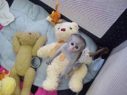 Baby capuchin monkey for sale