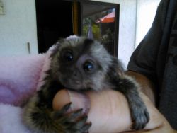 Marmoset and Capuchin monkeys for free adoption and ready to good ho