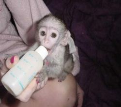 Hand Raised Capuchin Monkeys For Sale..