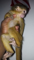 baby capuchine to go home