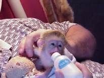 4 Stunning male and femal capuchin monkeys Available