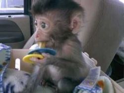 Registered male and female Capuchin monkeys for adoption