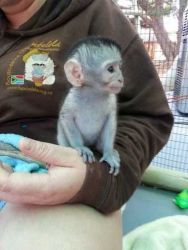 Home trained white baby face Capuchin monkeys for adoption.