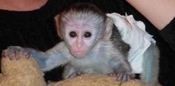 Sweet and lovely boy and girl baby Capuchin Monkeys for Adoption