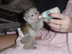 Charming Baby Capuchin Monkeys For Adoption text me