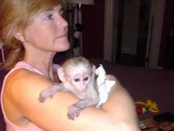 Intelligent female Capuchin monkeys for free adoption