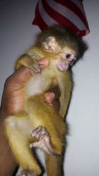 sweet capuchin monkey for sale