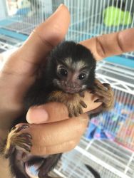 Awesome Capuchin & Pygmy Marmosets Monkeys Available