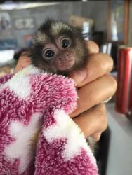 Wonderful Capuchin & Pygmy marmoset Monkeys Need A Loving Home