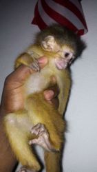 cute capuchin monkey