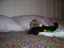 .Healthy Playful Capuchin Monkey for rehoming . (xxx) xxx-xxx2