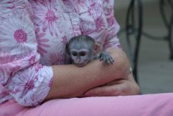 Beautiful Female Capuchin Monkey Available(xxx)xxxxxxx