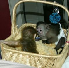 Cute Little Female Capuchin(xxx) xxxxxx3