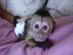 Adorable Baby Capuchin,Marmoset and Squirrel Monkeys for Adoption