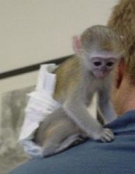 3 months baby Capu Monkey for Good homes