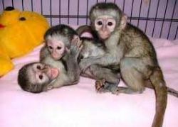 Registered male and female capuchin monkeys for sale