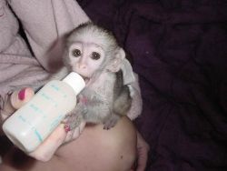 Wonderful Capuchin Monkeys Need A Loving Home,Text at.(xxx) xxx-xxx9