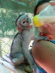 Awesome Baby Capuchin Monkeys For Adoption.