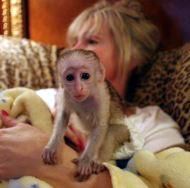 cute capuchin monkey for sale