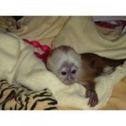 Perfect Capuchin Monkeys Text at (xxx) xxx-xxx0