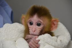 Free capuchin Monkeys Available for adoption