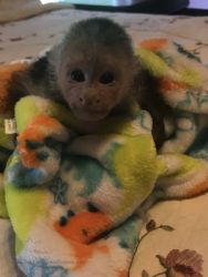 4 week old black and white capuchin for sale (xxx) xxx-xxx4