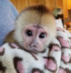 BLACK and WHITE CAPUCHIN MALE for sale