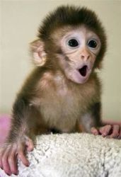 Tweet Baby Bolivian capuchin for sale