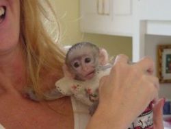 We have available lovely Baby capuchin monkeys