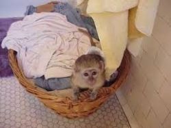 Well trained Capuchin Monkey for rehoming noa,