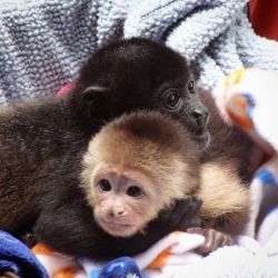 capuchin monkeys for rehoming