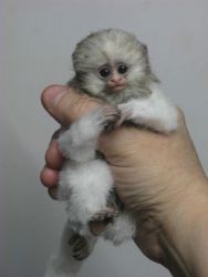 Baby monkeys for sale.