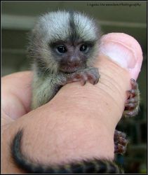 Wonderful Capuchin monkey for adoption