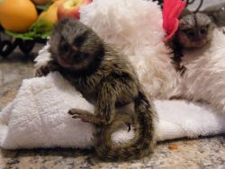 Sweet Face marmoset monkeys for rehoming Text xxx-xxx-xxxx.