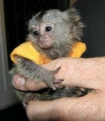 Sweet Face marmoset monkeys for rehoming Text Only At xxx-xxx-xxxx.