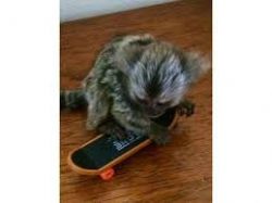 Sweet Face marmoset monkeys for rehoming Text Only At xxx-xxx-xxxx.