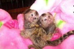 Healthy marmoset Monkey for rehoming (xxx) xxx-xxx6 ..